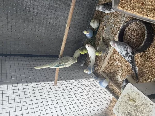 Sağlıklı Bebek Muhabbet Kuşu
