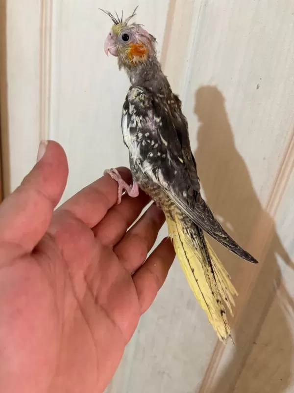 40 Günlük El Besleme Bebek Sultan Papağani
