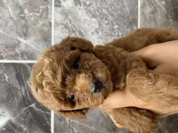 Orjinal Toy Poodle Minyatür Yavrular