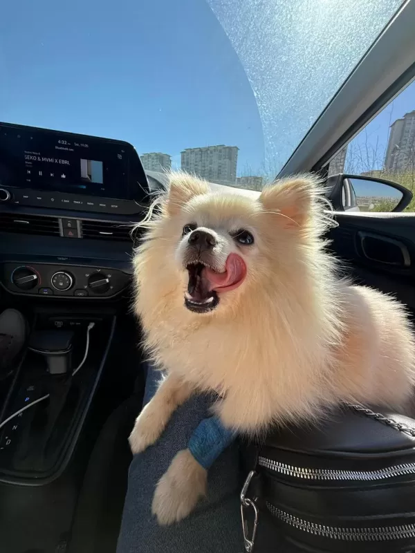 11 Aylık Dişi Pomeranian