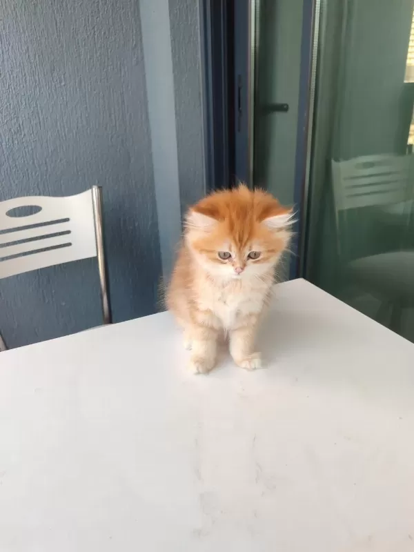 By11 Dişi British Longhair