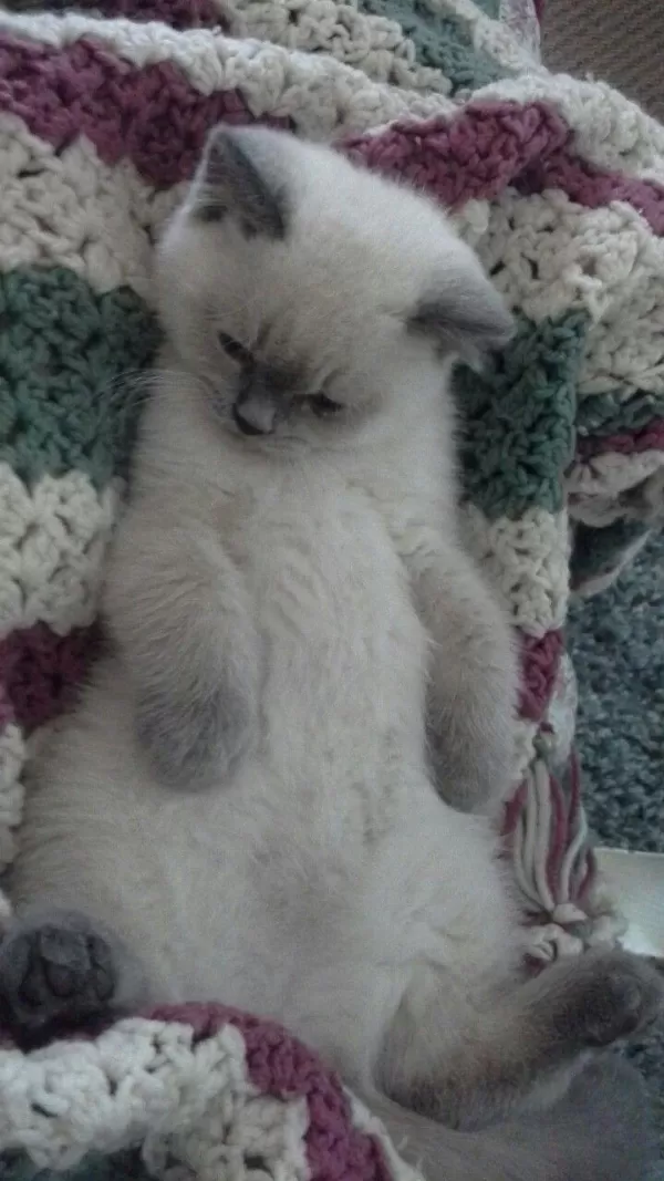 Acil Son İki Bebek British Shorthair