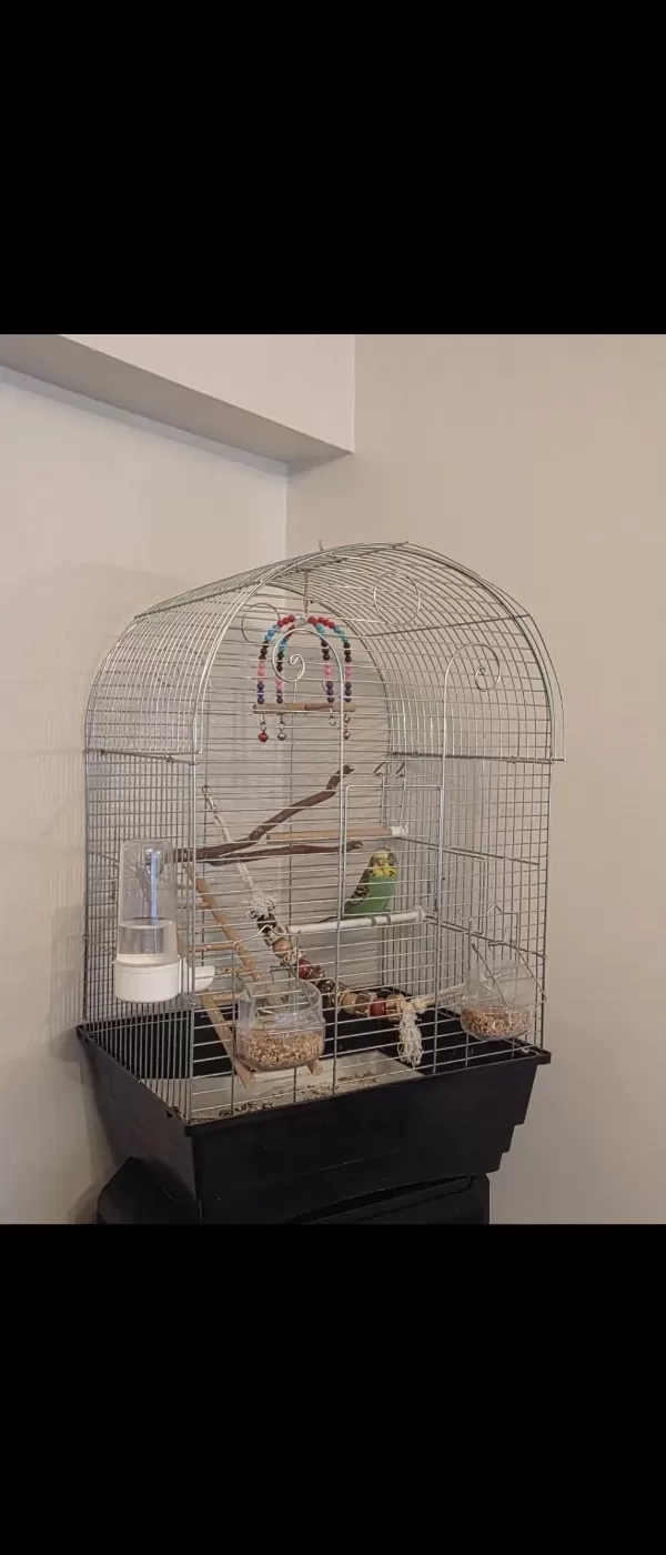 Jumbo Yavru Muhabbet Kuşu