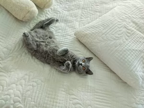 British Shorthair 7 Aylık Dişi