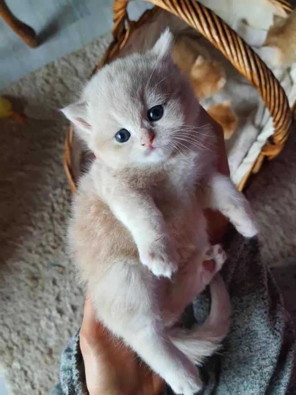 Saf Kan Golden British Shorthair Yavruları (wcf Kayıtlı)