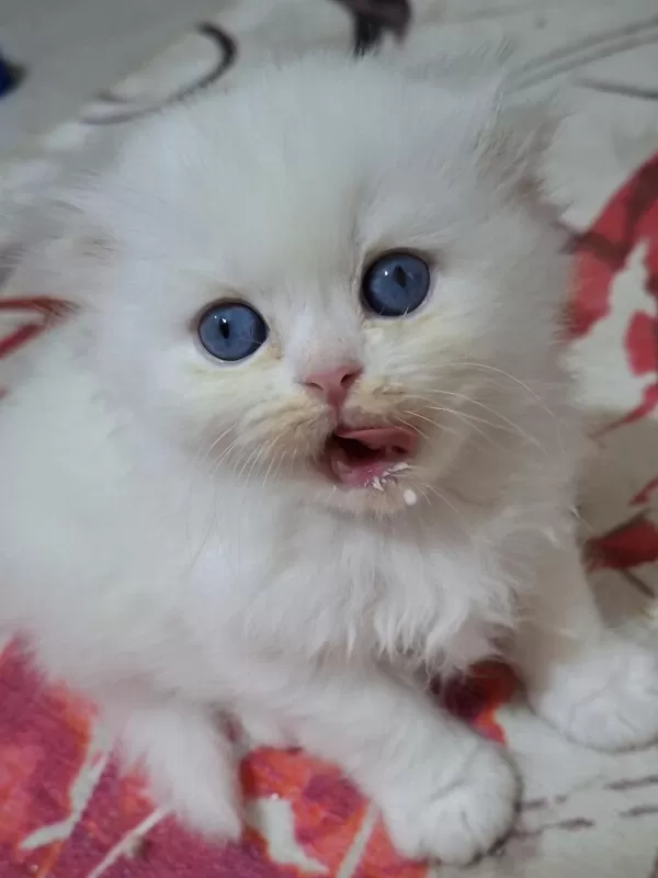 Sağlıklı Tatlı Kedim Helenim