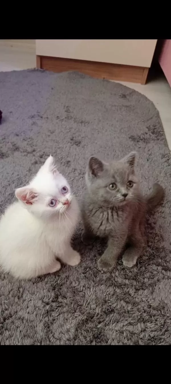 Gerçek Bir Dost Kediyse İstediğiniz Tamda Doğru Yerdesiniz