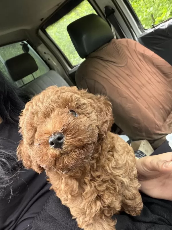 Poodle Sahiplenmek 3 Aylık