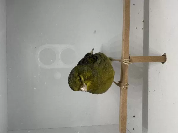 Sağlıklı Erkek Kanaryamız