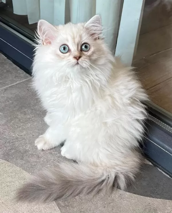 Mavi Gözlerin En Zarif Hali British Longhair