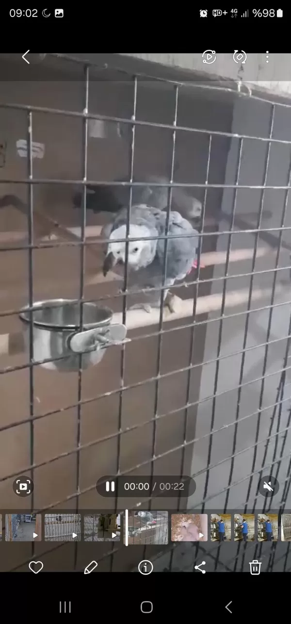 Çift Anaç Damızlık Jako