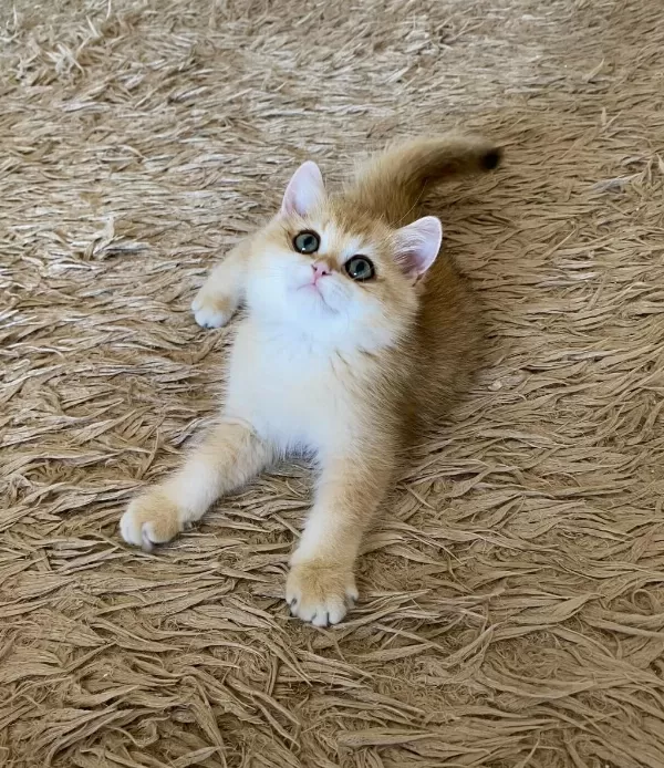 Safkan British Shorthair Golden Ny12 Erkek Yavru