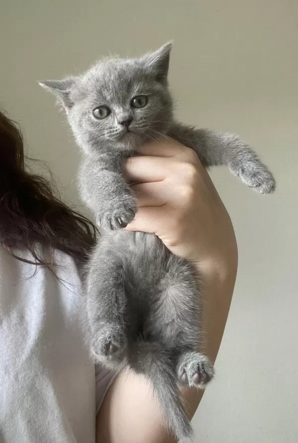 British Shorthair Yavru