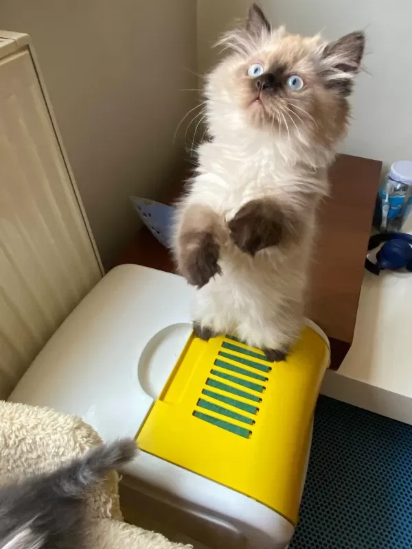 British Longhair Chocolate Point Erkek