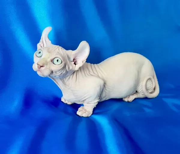 Dwelf Erkek Yavru Sfenks