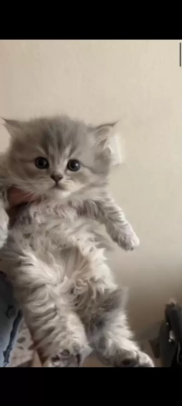 Mama Karşılığı Yavru Scottish Fold
