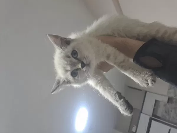 Minik British Shorthair