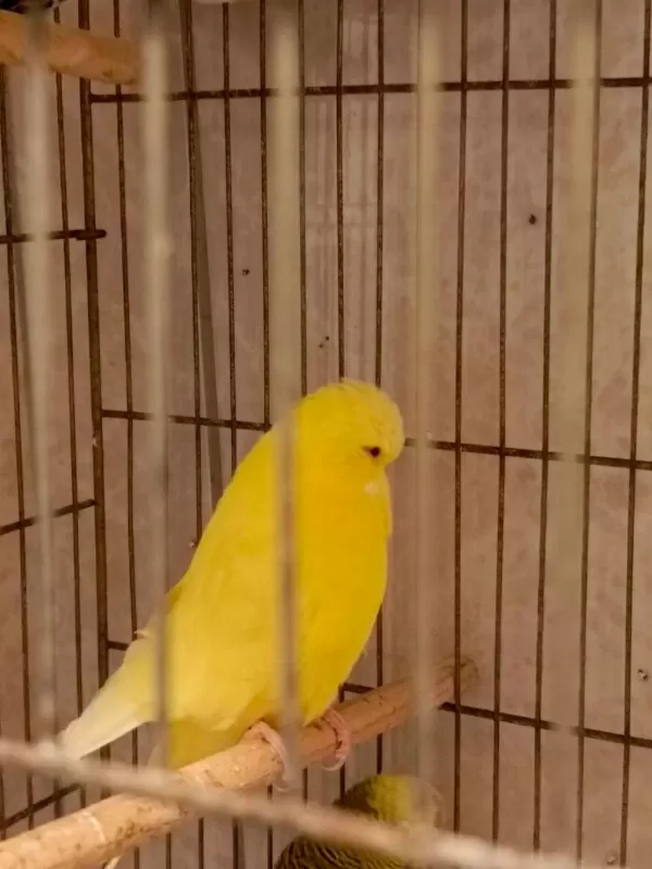 Show Jumbo Muhabbet Kuşlari