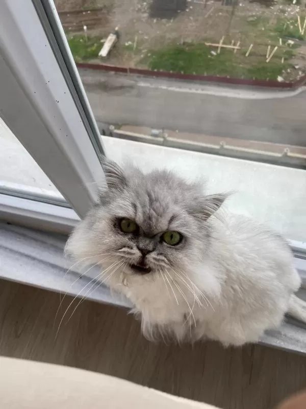 Chinchilla Kedimi Sahiplendirmek İstiyorum