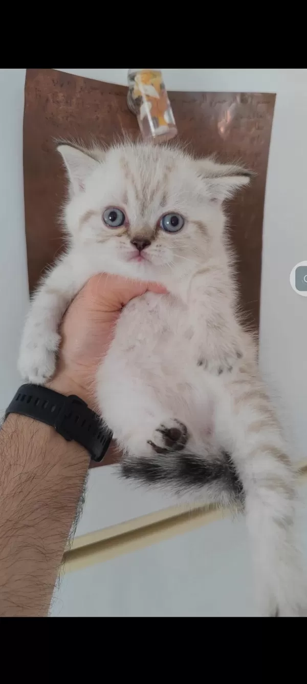 British Shorthair Kedisi