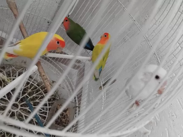 Konyada Cennet Ve Sevda Papağanı