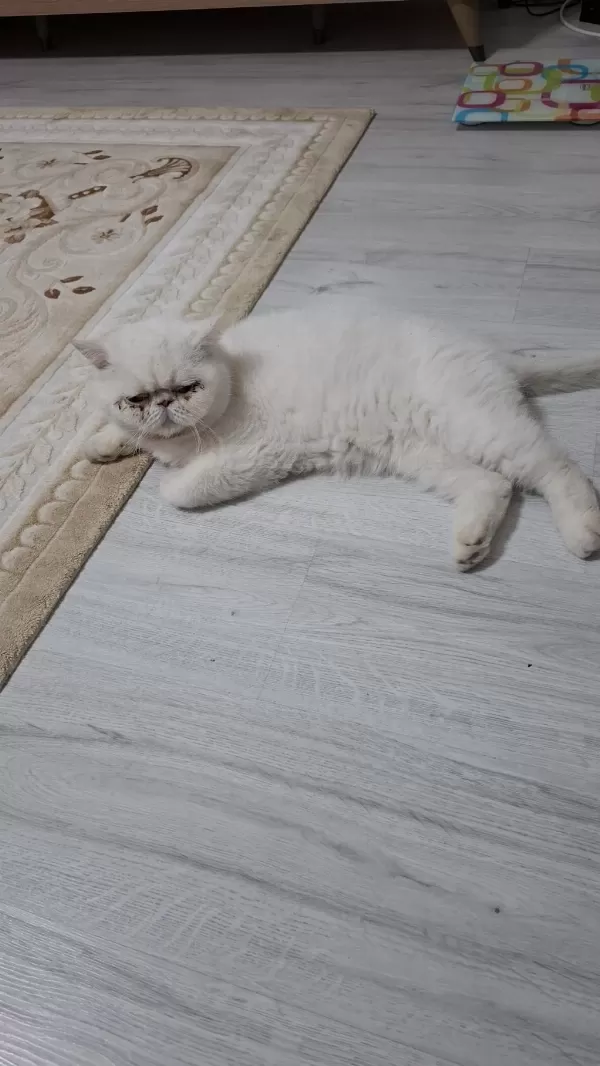 Ücretsiz Sahiplendirme Kedimiz 2 Yaşında