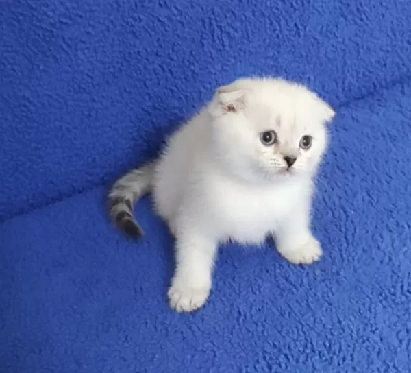 Teslime Hazir Mükemmel Bir Scottish Fold