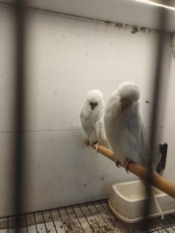 Jumbo Ve Jumbo Kırığı Muhabbet Kuşu Yavrular