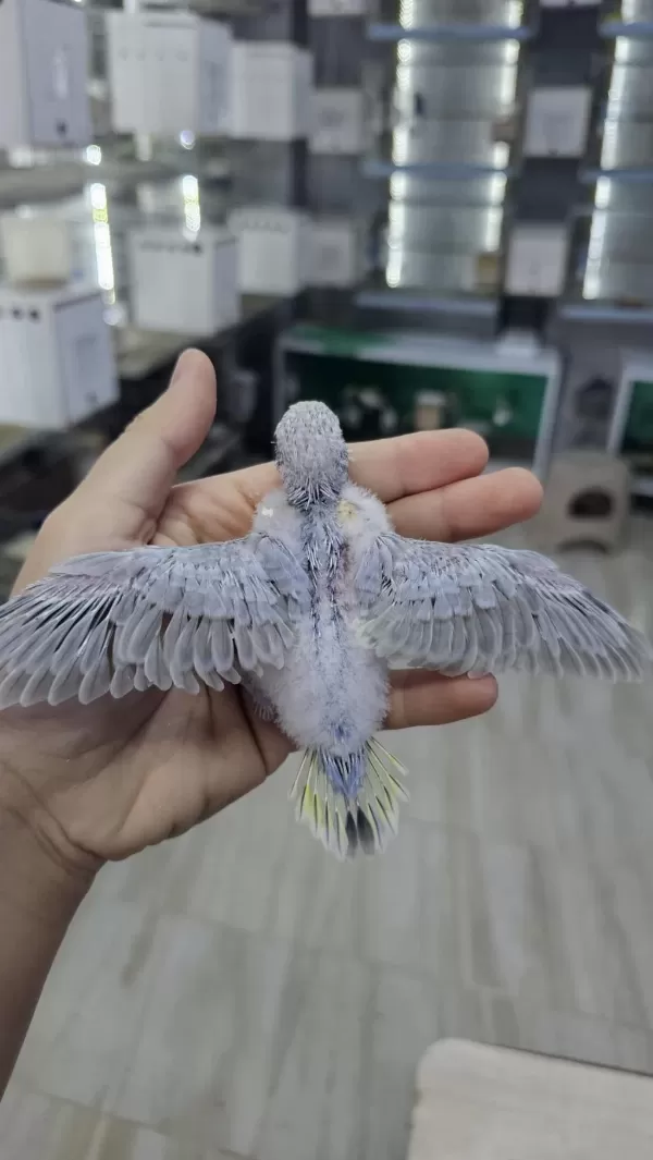 Sezonun Son Muhabbet Bebekleri Açiklamayi Okuyun