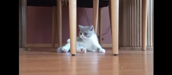 İzmir Nadir Renk British Shorthair Yavrumuz