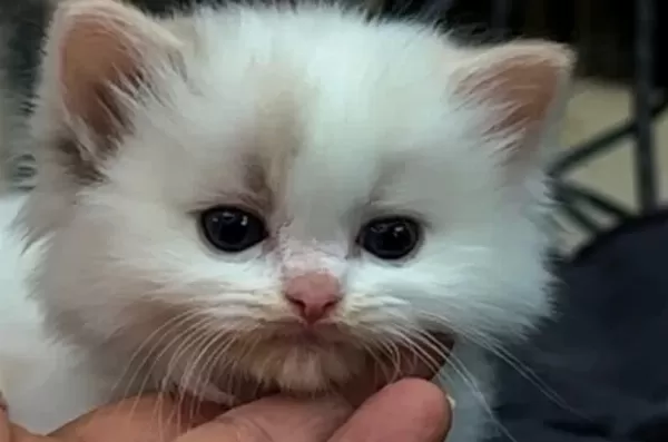 Şampiyon Anne Ve Babanın Safkan Ragdoll Bebekleri