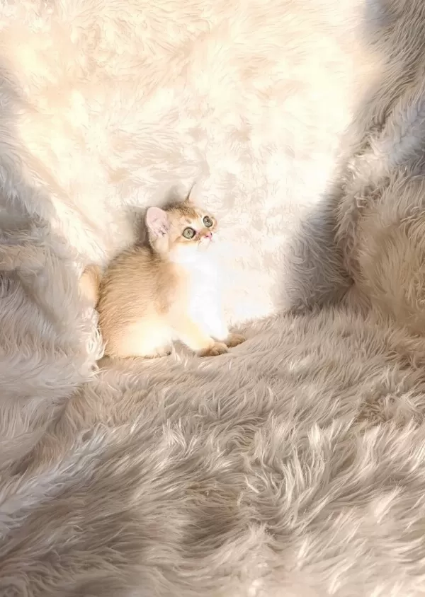 British Shorthair Golden Ny11 Erkek