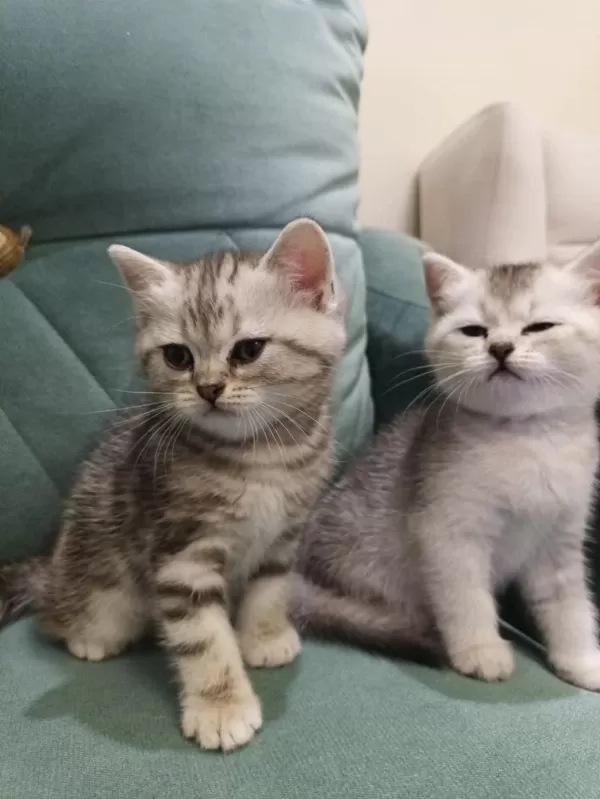 British Shorthair Silver Point Yavrular İki Aylık