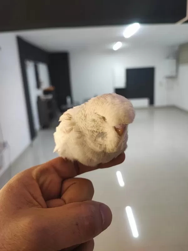Alıştırmalık Show Jumbo Muhabbet Kuşlar 60 Günlük