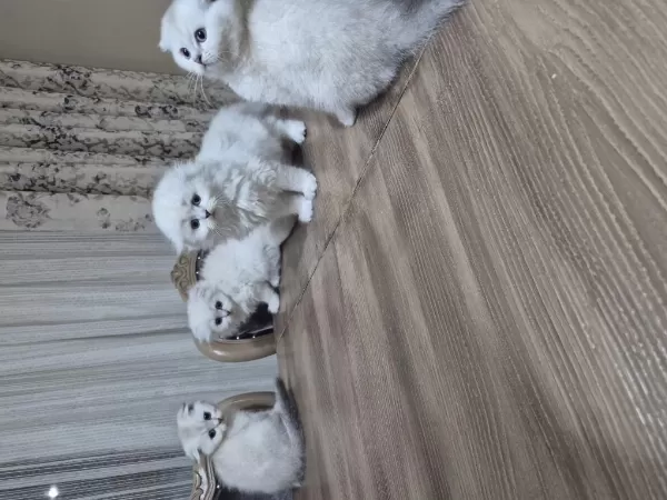 45 Günlük Scottish Fold Yavrular