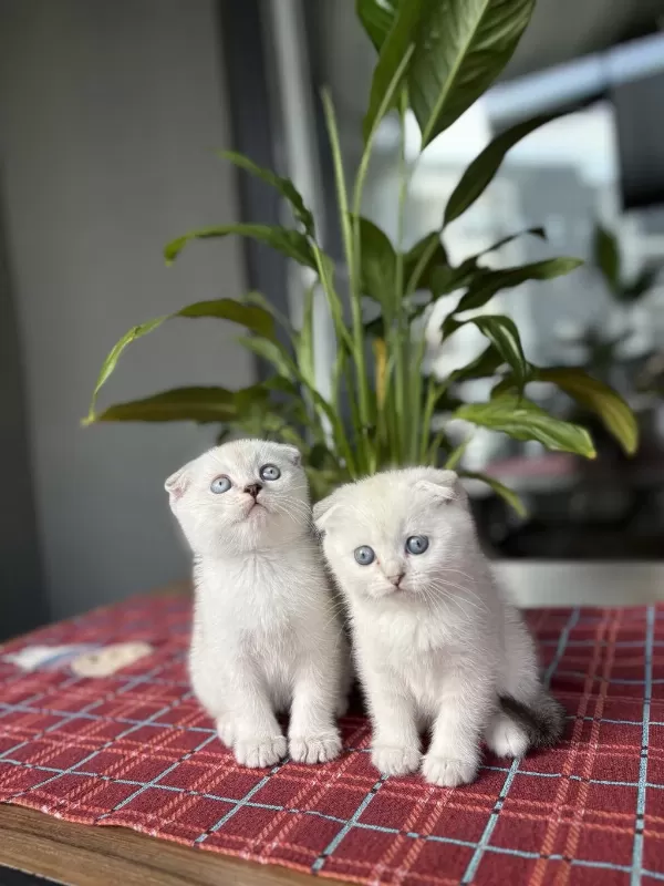Scottish Fold Silver Yavrularim