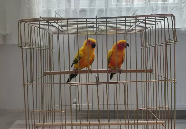 Güneş Konur (portakal Caique İle Takas Kabul Edilir)