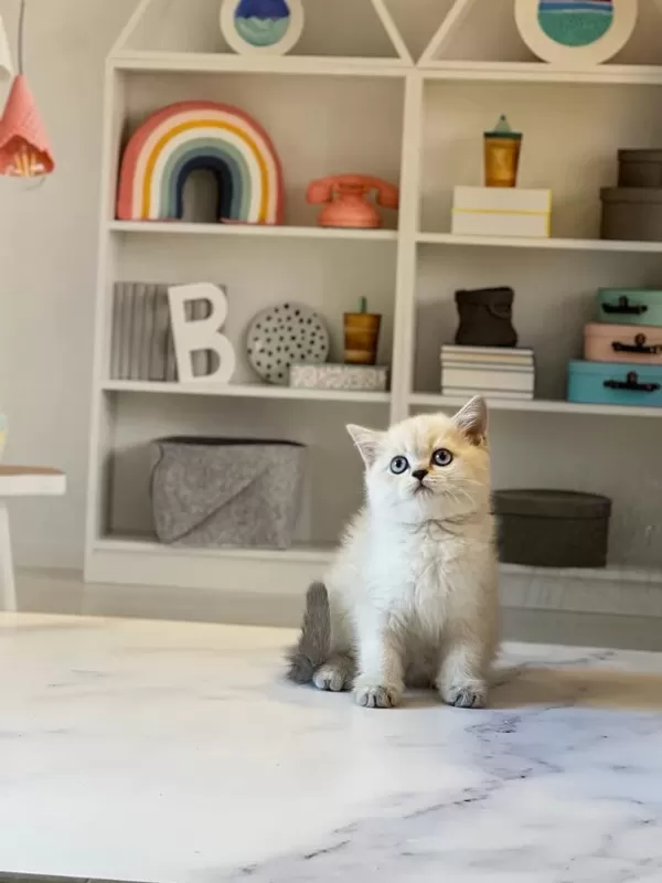 Birbirinden Güzel British Shorthair Yavrularim