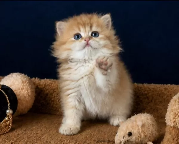 British Shorthair Ve Longhair Golden Yavrular