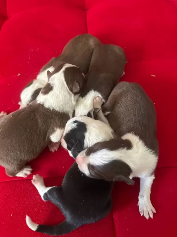 Şeker Köpekler Bunlar