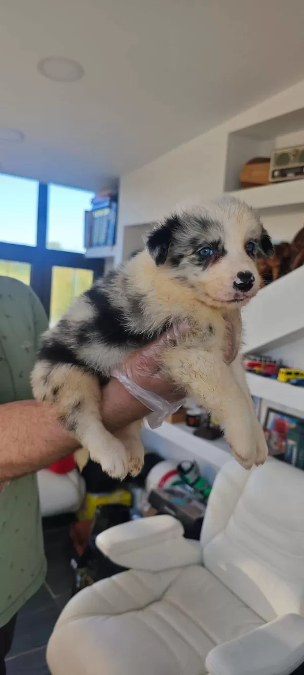 Orjinal Border Collie Yavrularımız