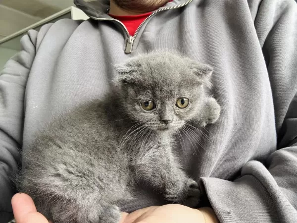 İrk Garantili Scottish Fold
