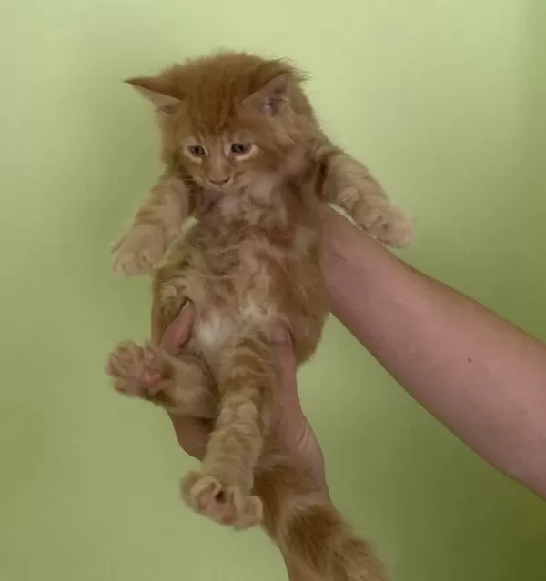 Maine Coon Erkek Kırmızı