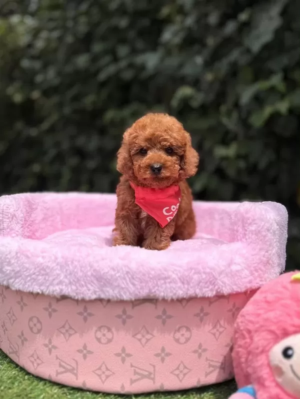 Orjinal Toy Poodle Yavruları