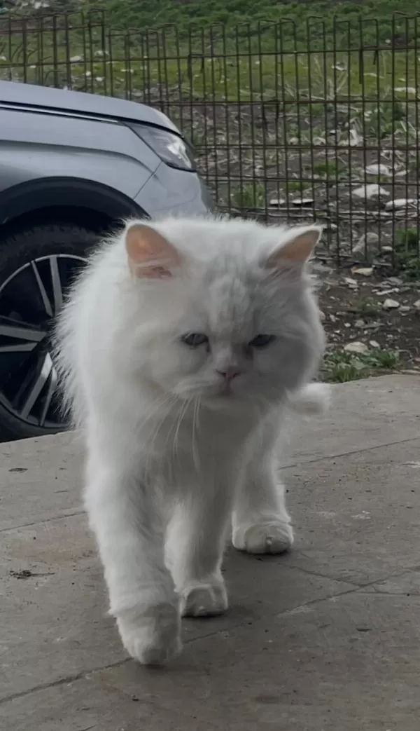 Kısır British Longhair Yeni Yuvasını Arıyor