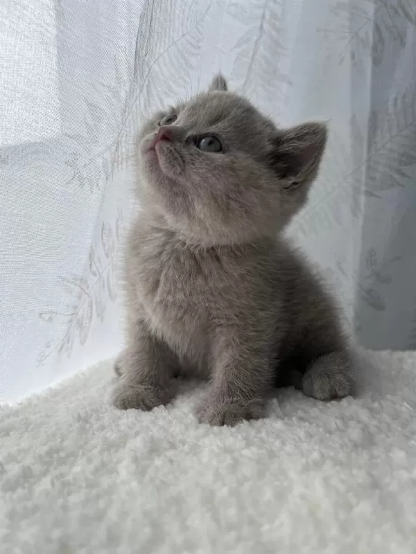 Chocolate Taşıyıcı Koca Yanak Soyundan Lilac Yavru Kedimiz