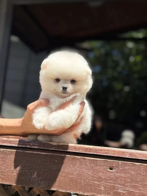 Ayıcık Surat Pomeranian Yavrular