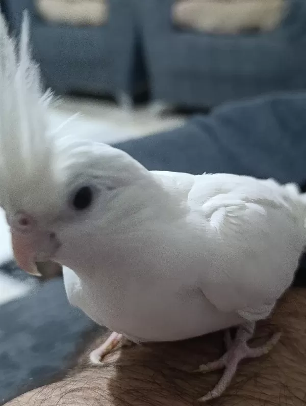 Albino Sultan Papağanı