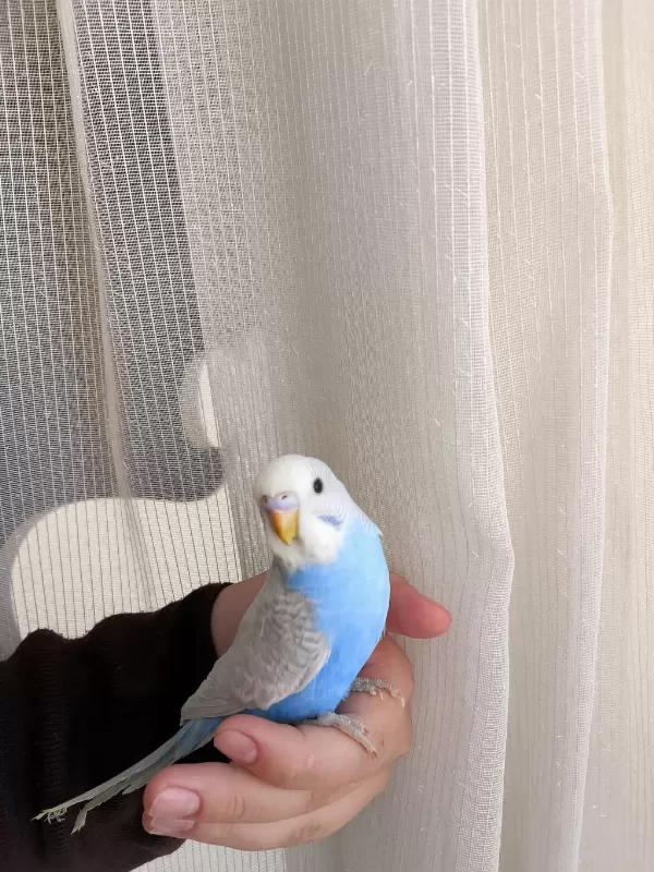Cins Yavru Muhabbet Kuşu