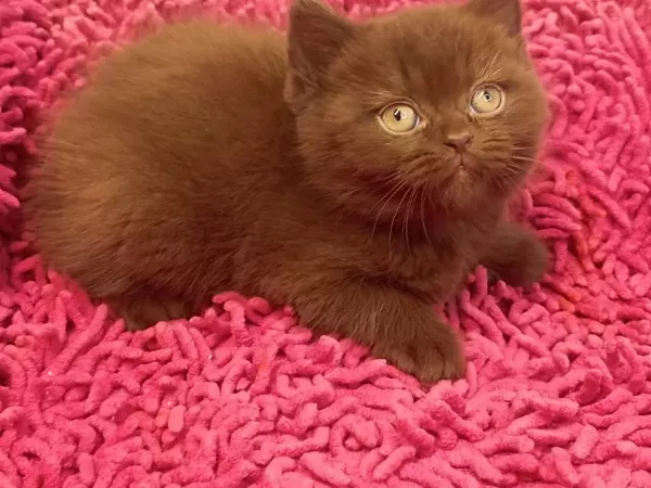 Safkan British Shorthair Solid Chocolate
